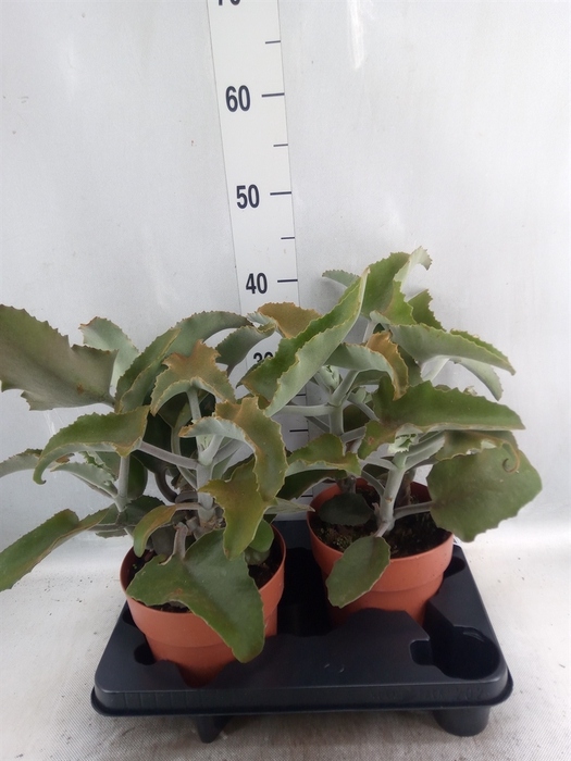 <h4>Kalanchoe NF   ...</h4>