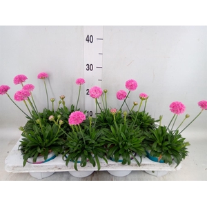 Armeria pseud. 'Dreameria Sweet Dr'