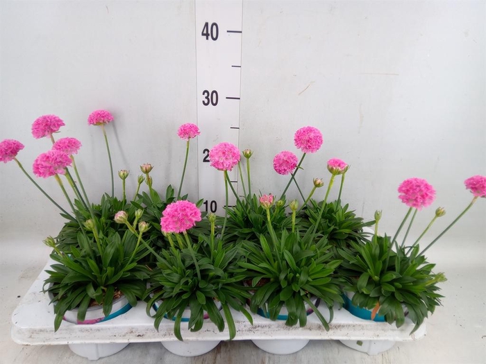 <h4>Armeria pseud. 'Dreameria Sweet Dr'</h4>
