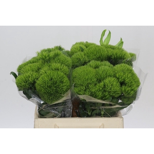 Dianthus Br Kiwi Mellow