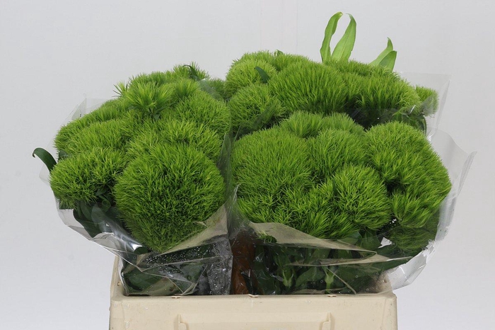 <h4>Dianthus Br Kiwi Mellow</h4>