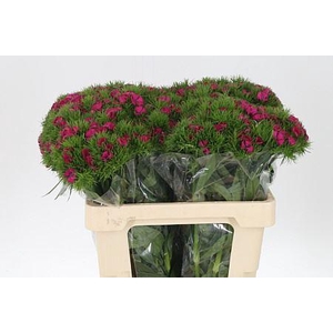 Di Barb Lord Cerise Bre