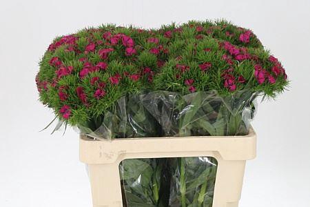 <h4>Di Barb Lord Bre</h4>