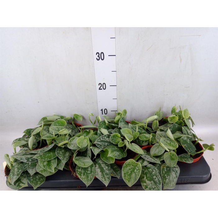 <h4>Scindapsus pictus 'Silvery Ann'</h4>