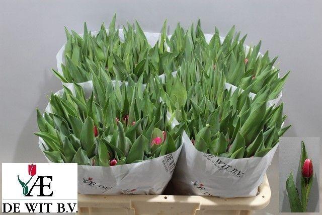 <h4>TU EN DEBUTANTE</h4>