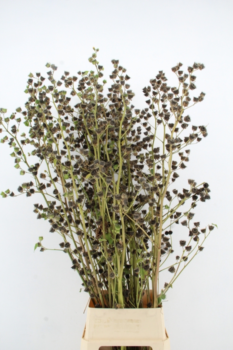 <h4>LAVATERA ZAADDOOS XXL</h4>