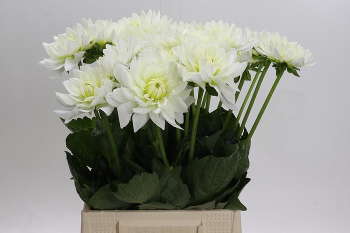 <h4>Dahlia Karma M. Zwaan</h4>