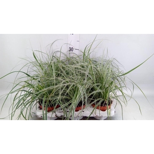 Carex oshimensis 'Everest'