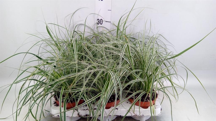 <h4>Carex oshimensis 'Everest'</h4>