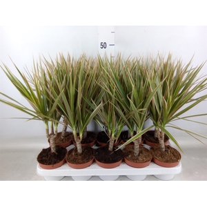 Dracaena marg. 'Bicolor'