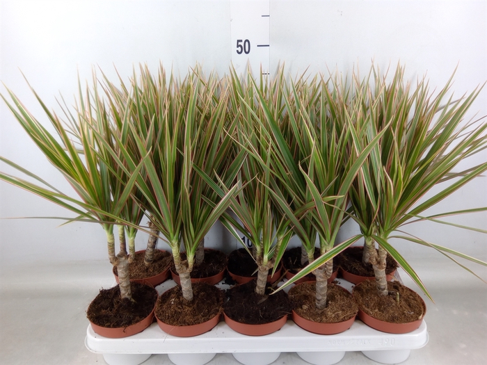 <h4>Dracaena marg. 'Bicolor'</h4>