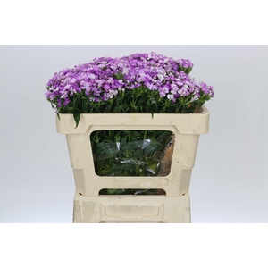 Dianthus Br Amazon Purple Magic