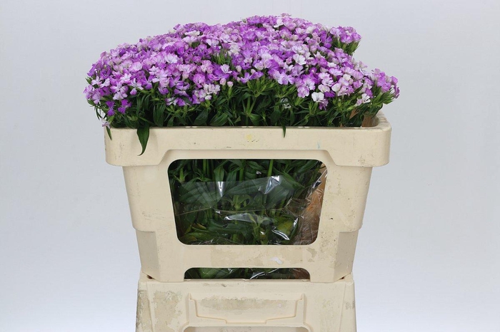 <h4>Dianthus Br Amazon Purple Magic</h4>