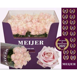 R GR SWEET AVALANCH+