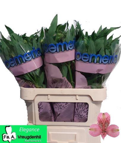 <h4>ALSTR ELEGANCE</h4>