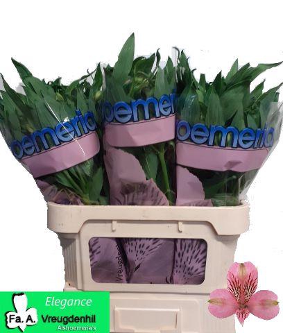 <h4>ALSTR ELEGANCE</h4>