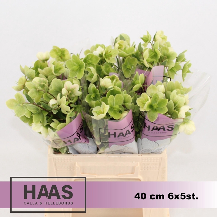 <h4>Hell Magnific Bells</h4>