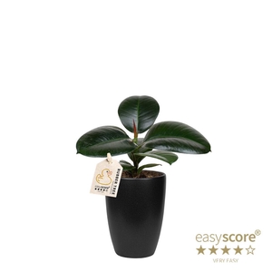 FICUS ELASTICA P10 SOFIA CLASSIC BLACK