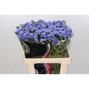 Ageratum Blue Planet ( Special) min 36x50