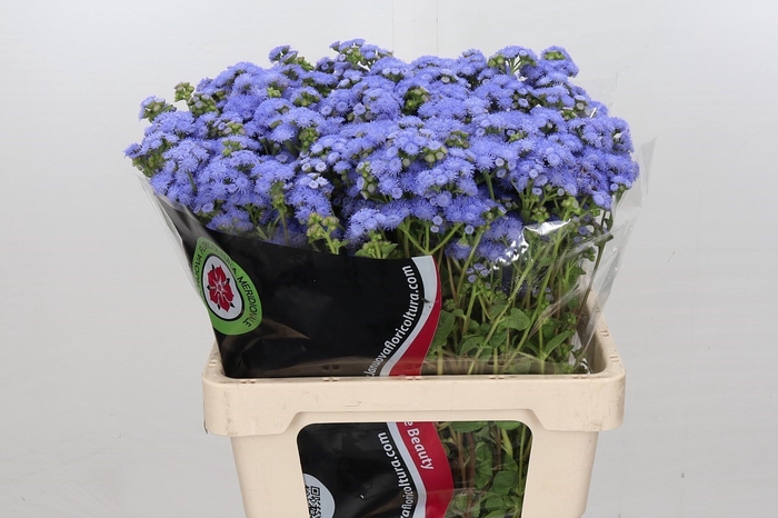 <h4>Ageratum Blue Planet ( Special) min 36x50</h4>
