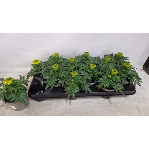 Tagetes Yellow