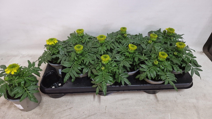 <h4>Tagetes Yellow</h4>