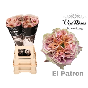 R GR EL PATRON XXL