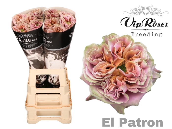 <h4>R GR EL PATRON XXL</h4>