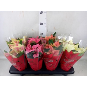 Euphorbia pulc.   ...mix  4