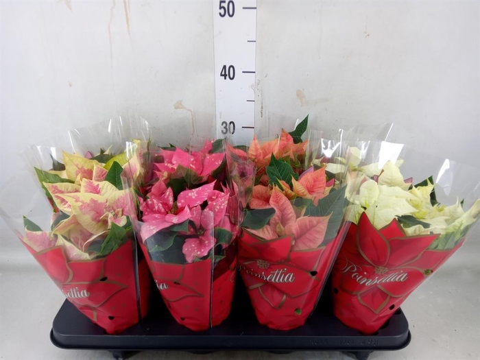 <h4>Euphorbia pulc.   ...mix  4</h4>