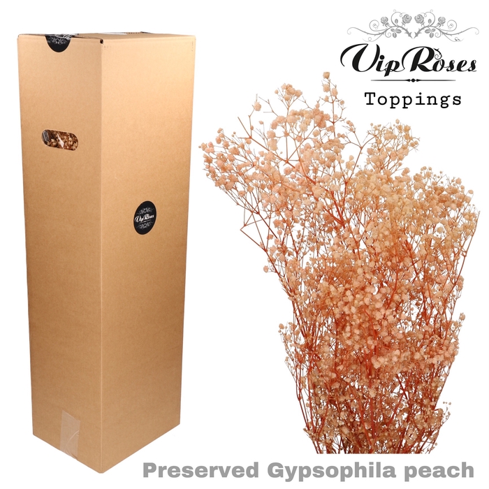 PRESERVED GYPS PEACH