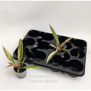 Philodendron Caramel Marble 7cm (variegata) *NEW*