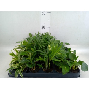 Planten Groen   ...mix  5