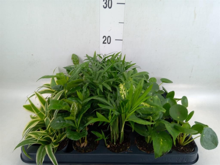 <h4>Planten Groen   ...mix  5</h4>