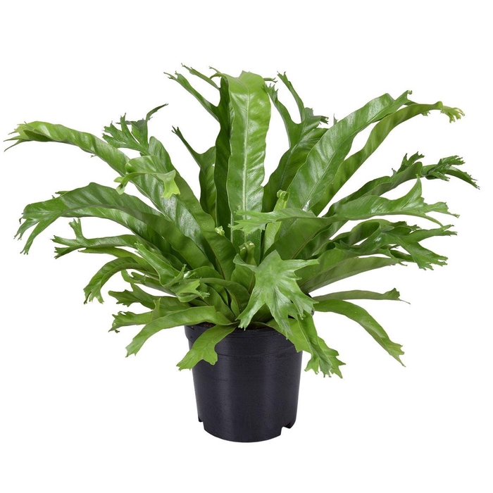 <h4>Asplenium nidus 'Crissie'</h4>