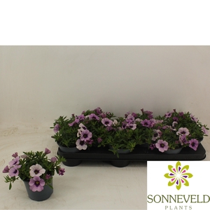 Calibrachoa Minifamous Light Blue