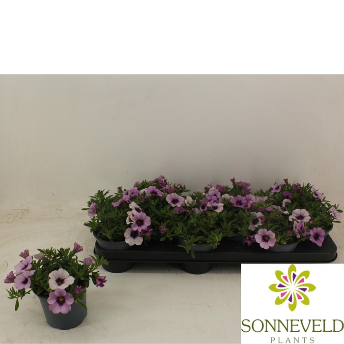 <h4>Calibrachoa Minifamous Light Blue</h4>