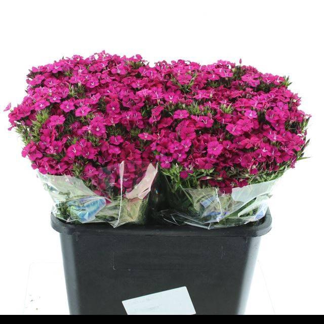 <h4>DI BARB AMAZON CHERRY SUPER</h4>