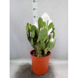 Opuntia