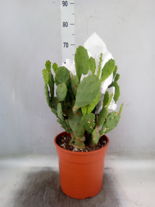 <h4>Opuntia</h4>