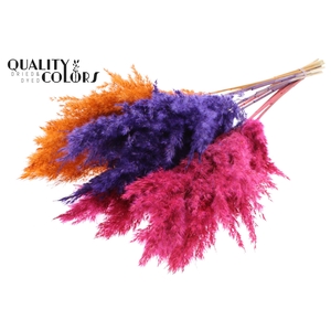 Pampas Grass 70cm 10st/bunch Sunset Vibes Mix