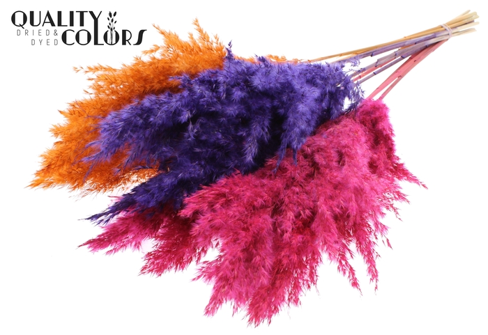 Pampas Grass 70cm 10st/bunch Sunset Vibes Mix