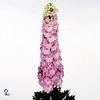 Delphinium Jenny' Pearl Pink