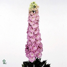 Delphinium Jenny' Pearl Pink