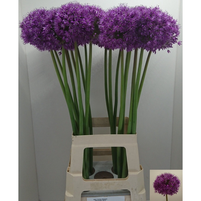 <h4>Allium Purple Sens</h4>