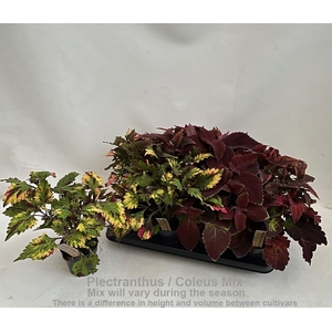 Coleus