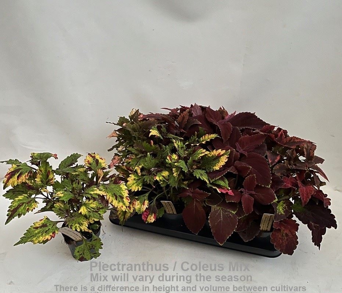 <h4>Coleus</h4>