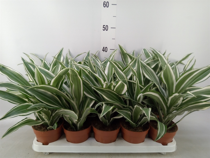 <h4>Dracaena frag. 'White Jewel'</h4>