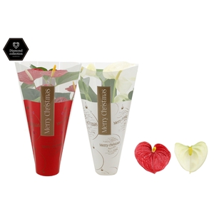 Anthurium Red & White mix in Ruby sleeve