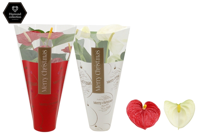 <h4>Anthurium Red & White mix in Ruby sleeve</h4>